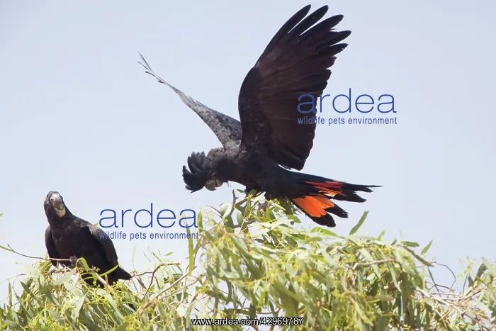 : Red-tailed Black-Cockatoo : Red-tailed Black-Cockatoo