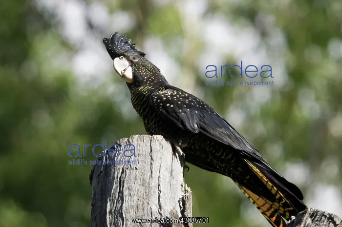 : Red-tailed black cockatoo : Red-tailed black cockatoo