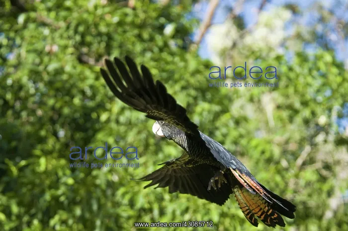 : Red-tailed black cockatoo : Red-tailed black cockatoo