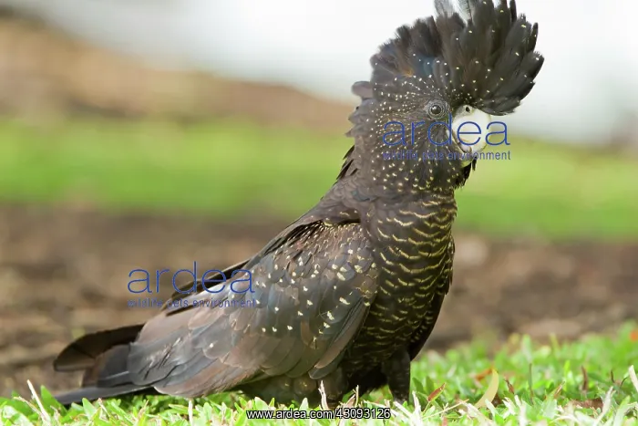: Red-tailed Black-cockatoo : Red-tailed Black-cockatoo
