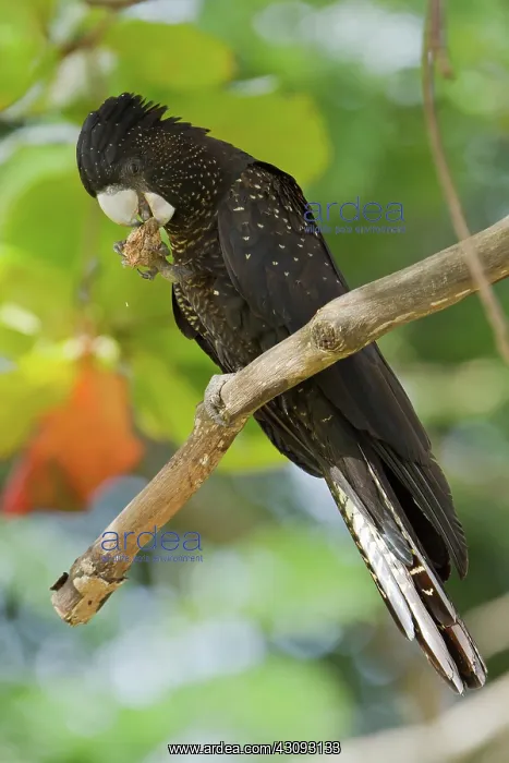 : Red-tailed Black-cockatoo : Red-tailed Black-cockatoo
