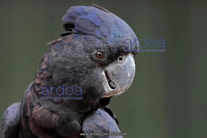 : Red-tailed Black Cockatoo (Calyptorhynchus banksii) : Red-tailed Black Cockatoo (Calyptorhynchus banksii)