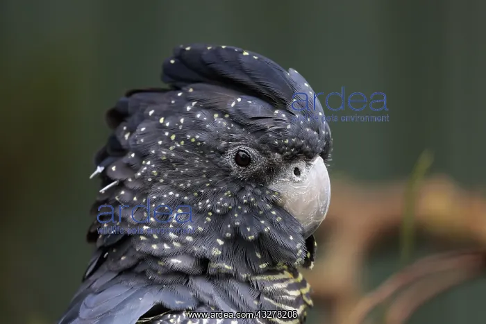 : Red-tailed Black Cockatoo (Calyptorhynchus banksii) : Red-tailed Black Cockatoo (Calyptorhynchus banksii)