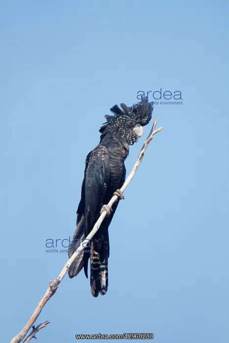 : Red-tailed Black-Cockatoo - female : Red-tailed Black-Cockatoo - female