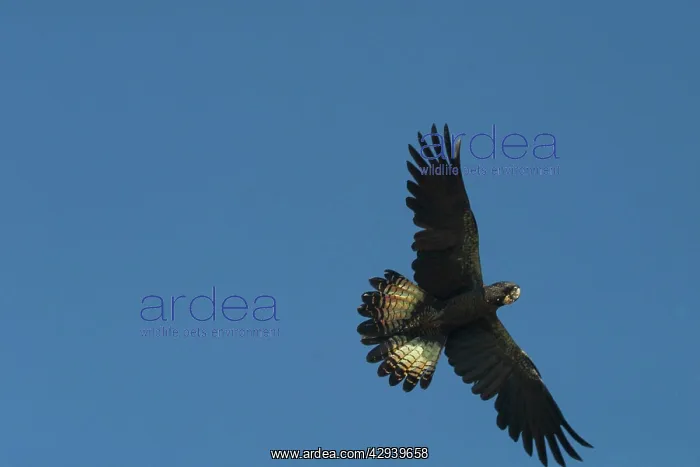 : Red-tailed Black Cockatoo - female, in flight : Red-tailed Black Cockatoo - female, in flight