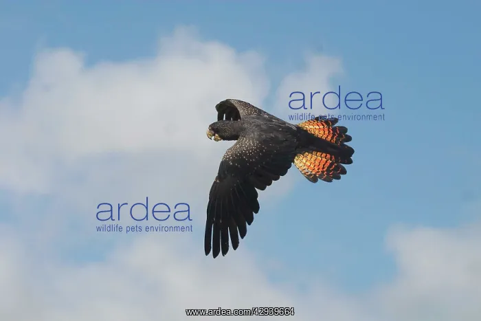 : Red-tailed Black-Cockatoo - Female, in flight : Red-tailed Black-Cockatoo - Female, in flight