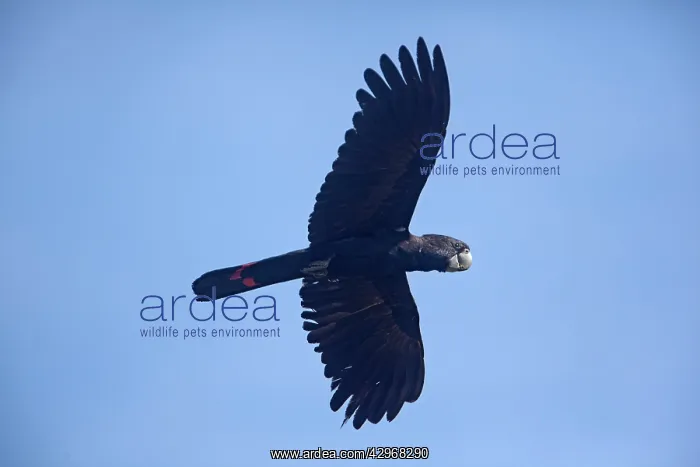 : Red-tailed Black-Cockatoo - in flight : Red-tailed Black-Cockatoo - in flight