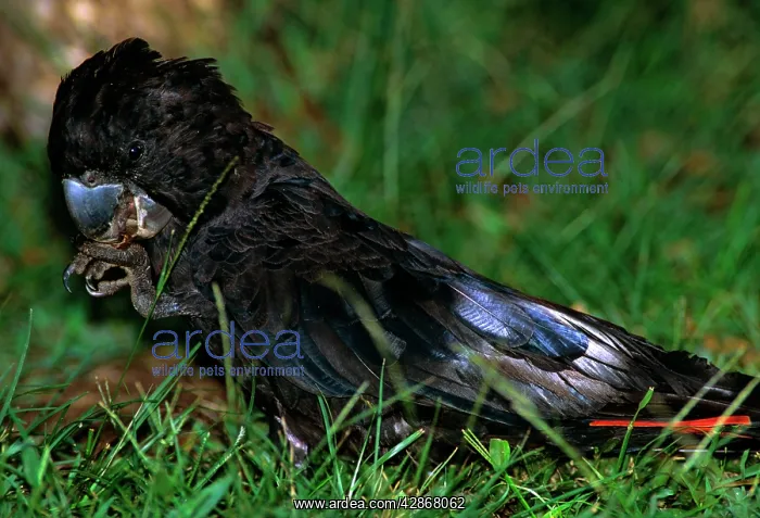 : Red-tailed Black Cockatoo - On ground, putting : Red-tailed Black Cockatoo - On ground, putting