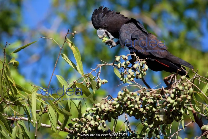 : Red-tailed Black-Cockatoo - male adult Red-tailed : Red-tailed Black-Cockatoo - male adult Red-tailed