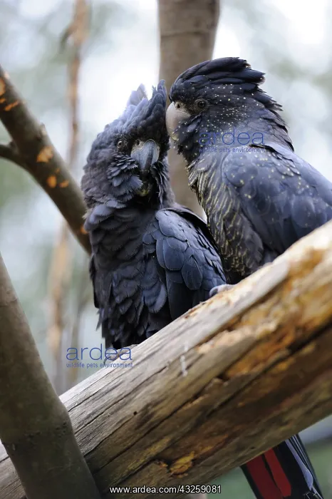: Red-tailed black cockatoos (Calyptorhynchus banksii) : Red-tailed black cockatoos (Calyptorhynchus banksii)