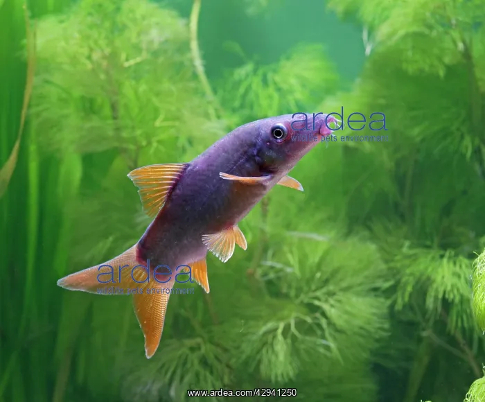 : Red tailed blue botia / Orange finned loach - side : Red tailed blue botia / Orange finned loach - side