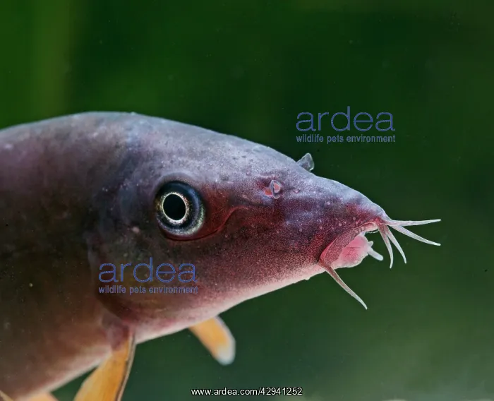 : Red tailed blue botia / Orange finned loach E close : Red tailed blue botia / Orange finned loach E close