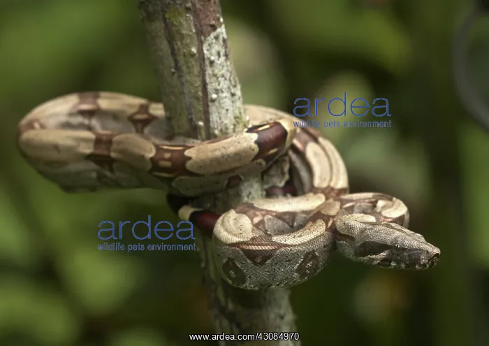 : Red-tailed Boa : Red-tailed Boa