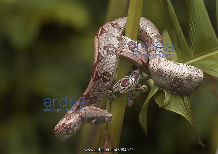 : Red-tailed Boa : Red-tailed Boa