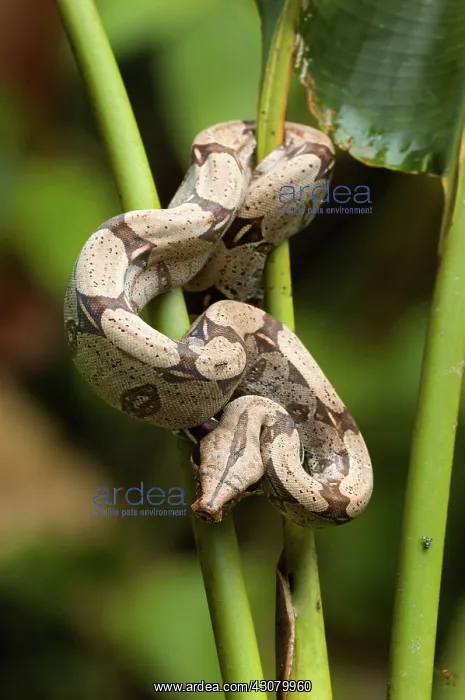 : Red-tailed Boa (Boa constrictor constrictor) : Red-tailed Boa (Boa constrictor constrictor)