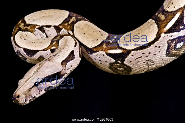 : Red-tailed boa, Boa constrictor imperator : Red-tailed boa, Boa constrictor imperator