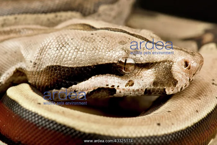 : Red-Tailed Boa Constrictor (Boa constrictor cons : Red-Tailed Boa Constrictor (Boa constrictor cons