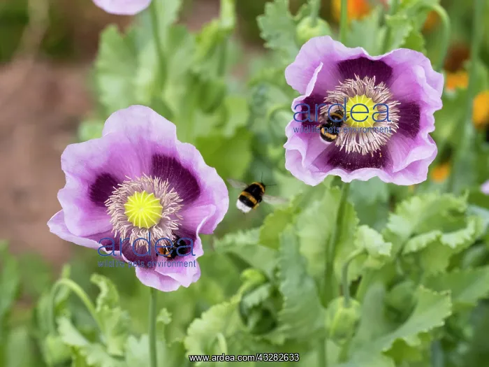 : Red-Tailed and Buff-tailed Bumblebees (Bombus terrestris) : Red-Tailed and Buff-tailed Bumblebees (Bombus terrestris)