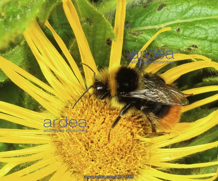 : Red-tailed bumble bee : Red-tailed bumble bee