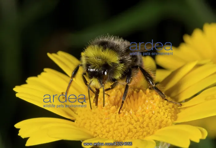 : Red-tailed Bumble-bee - male : Red-tailed Bumble-bee - male