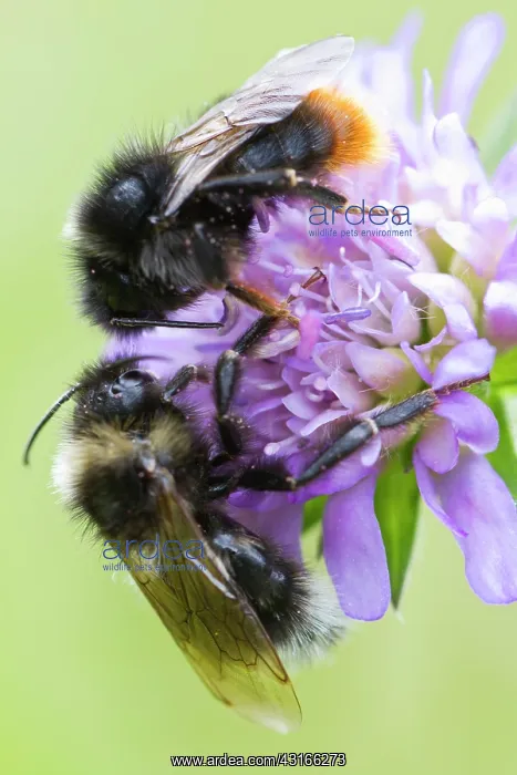 : Red-Tailed Bumblebee : Red-Tailed Bumblebee
