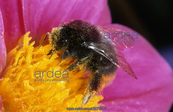 : Red-tailed Bumblebee : Red-tailed Bumblebee