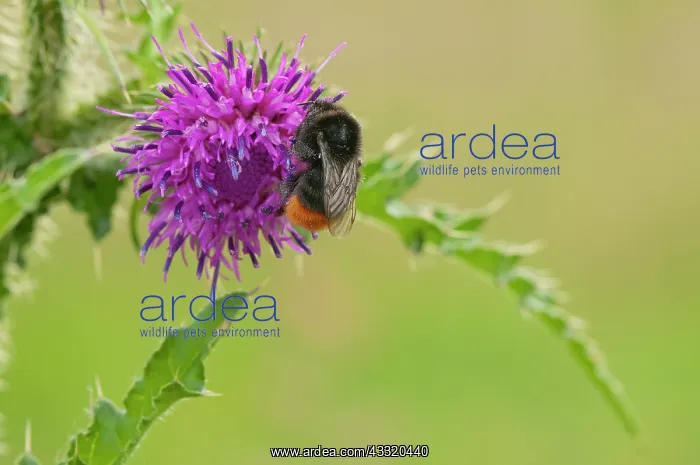 : Red-Tailed Bumblebee : Red-Tailed Bumblebee