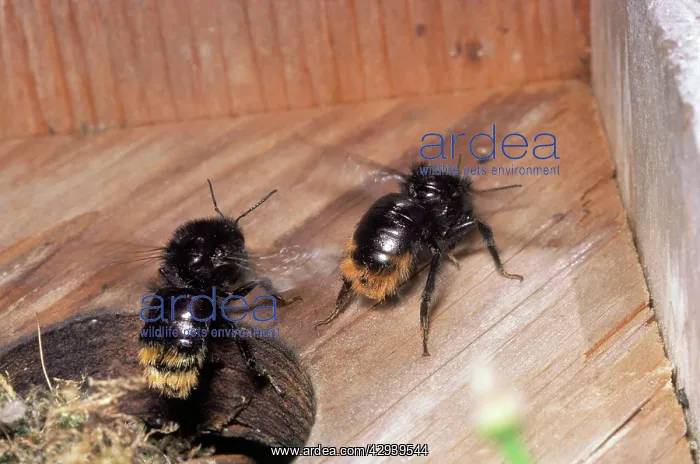  : Red-Tailed Bumblebee - Fanning nest