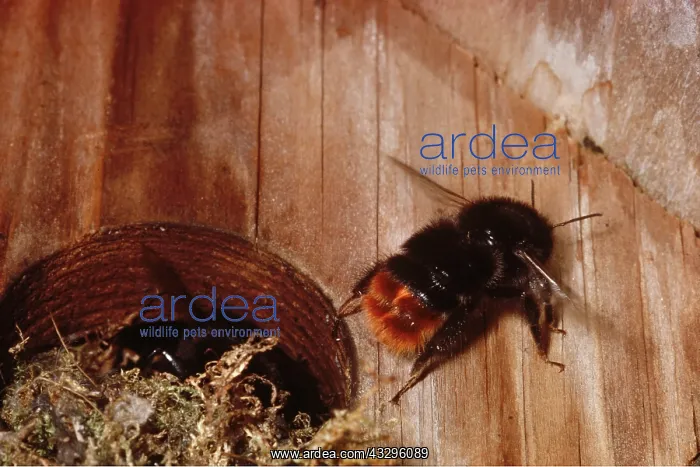 : Red-tailed BUMBLEBEE - fanning nest with wings to keep cool : Red-tailed BUMBLEBEE - fanning nest with wings to keep cool