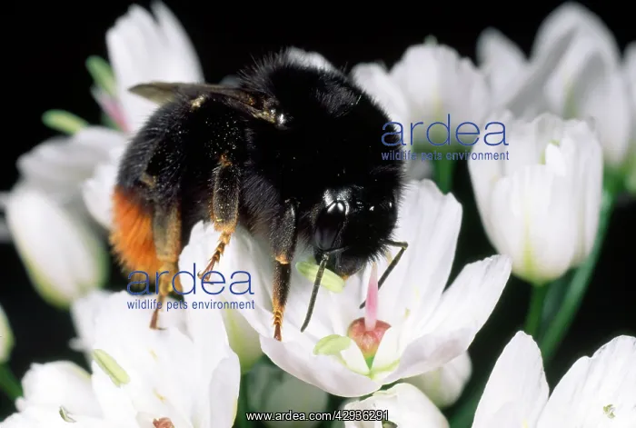 : Red-Tailed Bumblebee - feeding : Red-Tailed Bumblebee - feeding