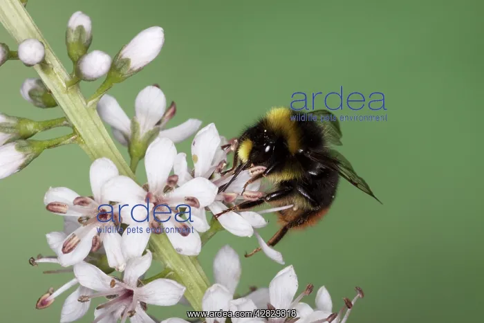 : Red-tailed Bumblebee - male on garden flower : Red-tailed Bumblebee - male on garden flower
