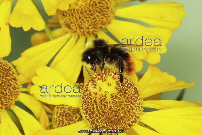 : Red-tailed bumblebee - male on Helenium Flower : Red-tailed bumblebee - male on Helenium Flower