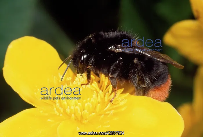 : Red-tailed Bumblebee - on Marsh Marigold flower : Red-tailed Bumblebee - on Marsh Marigold flower