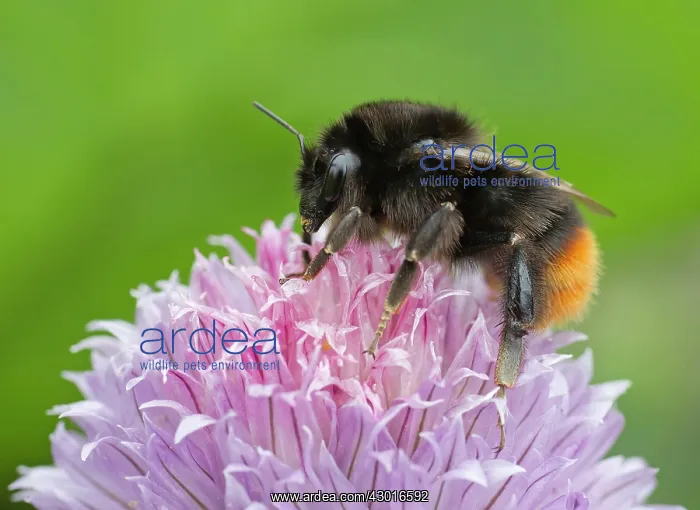 : Red-Tailed Bumblebee worker female on Chive flower : Red-Tailed Bumblebee worker female on Chive flower