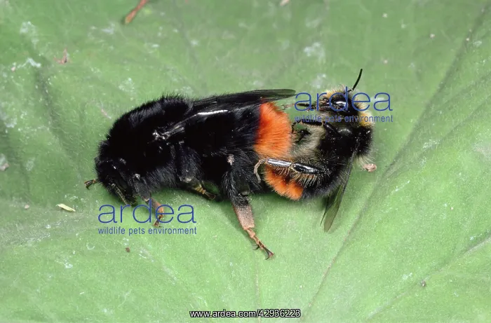 : Red-tailed Bumblebees - mating pair : Red-tailed Bumblebees - mating pair