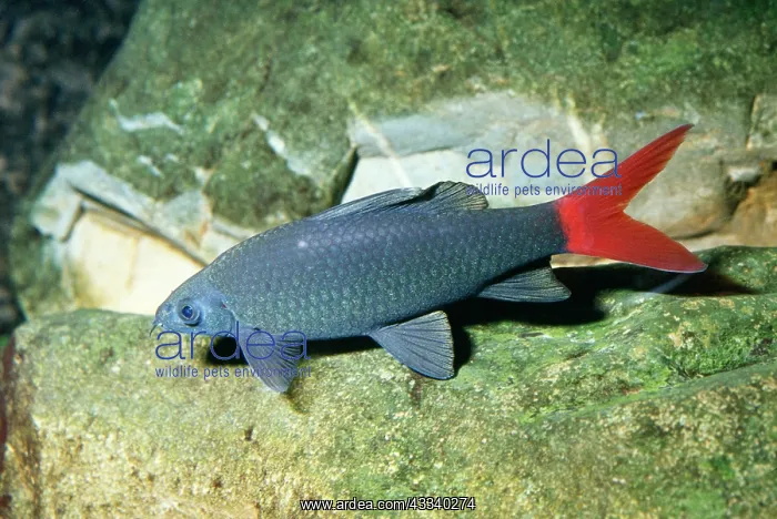 : Red-tailed Catfish : Red-tailed Catfish