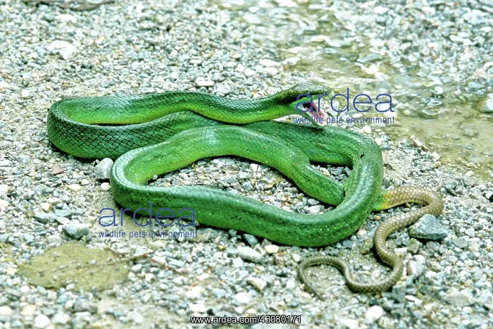: Red-tailed Green Ratsnake : Red-tailed Green Ratsnake
