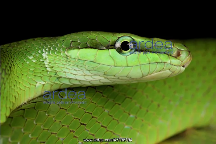 : Red-tailed green ratsnake (Gonyosoma oxycephalum) : Red-tailed green ratsnake (Gonyosoma oxycephalum)