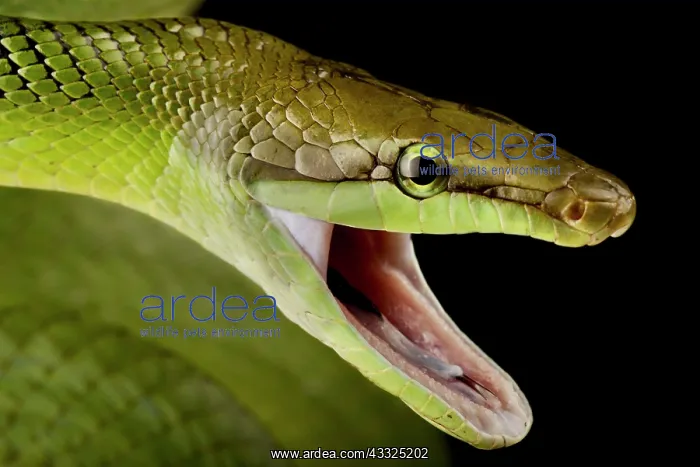 : Red-tailed green ratsnake (Gonyosoma oxycephalum : Red-tailed green ratsnake (Gonyosoma oxycephalum