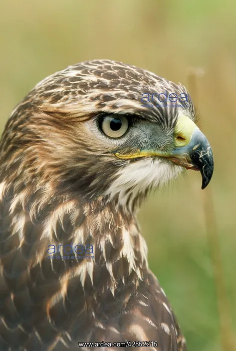 : RED-TAILED HAWK : RED-TAILED HAWK