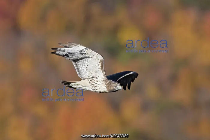 : Red-tailed Hawk : Red-tailed Hawk