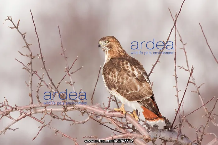  : Red-tailed Hawk