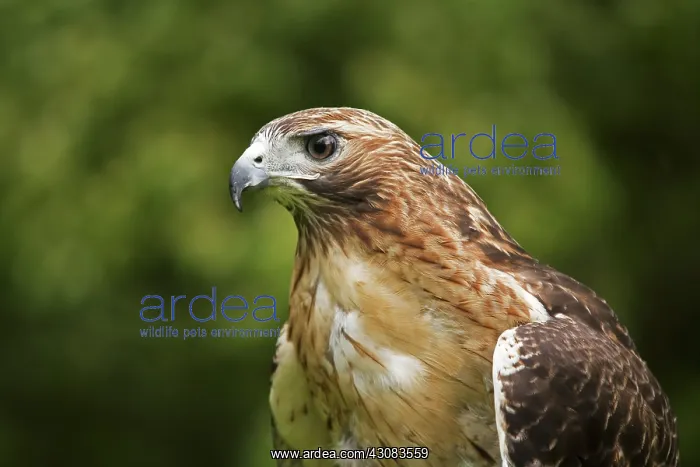 : Red-Tailed Hawk