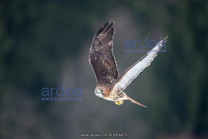 : Red-tailed Hawk : Red-tailed Hawk