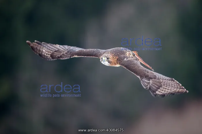: Red-tailed Hawk : Red-tailed Hawk