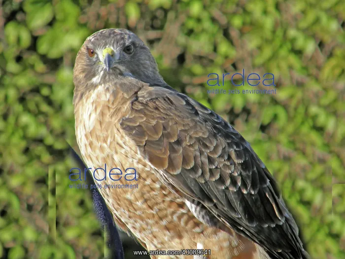 : Red-tailed Hawk : Red-tailed Hawk