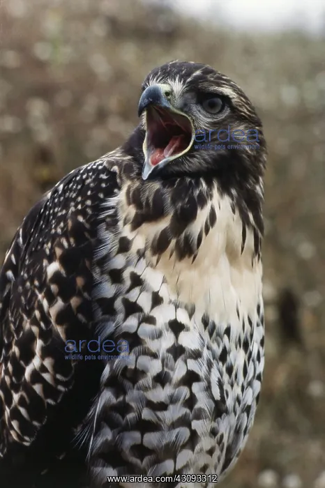 : Red-tailed Hawk : Red-tailed Hawk