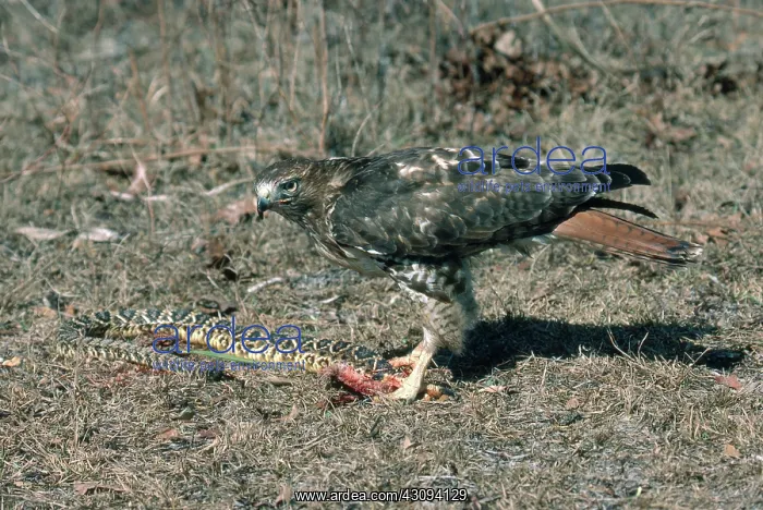: Red-tailed Hawk : Red-tailed Hawk