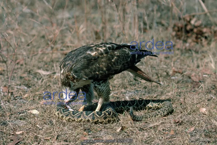: Red-tailed Hawk : Red-tailed Hawk