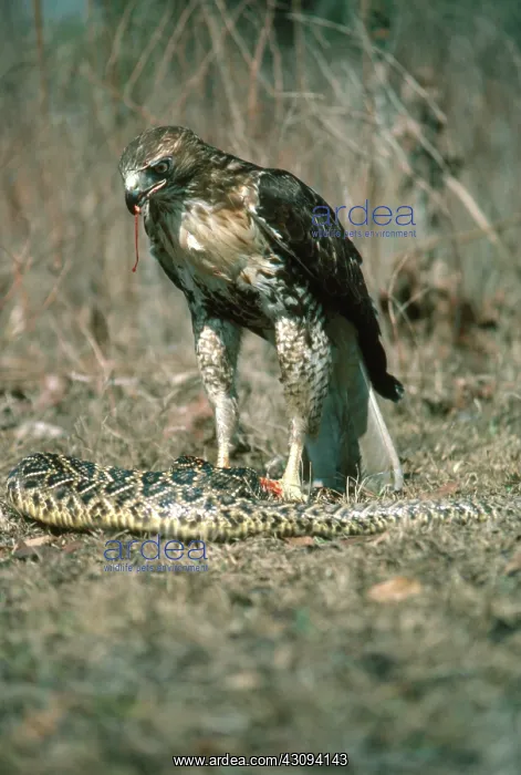 : Red-tailed Hawk : Red-tailed Hawk